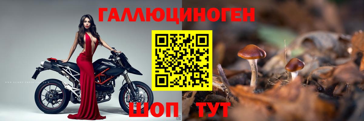 Псилоцибиновые грибы мицелий Алейск